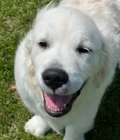 Fall Puppies, a  Golden Retriever for sale in Altamont, IL – Photo 3 of 10