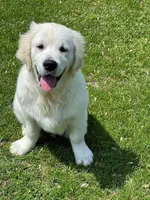 Fall Puppies, a  Golden Retriever for sale in Altamont, IL – Photo 4 of 10