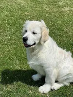 Fall Puppies, a  Golden Retriever for sale in Altamont, IL – Photo 2 of 10