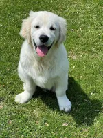 Fall Puppies, a  Golden Retriever for sale in Altamont, IL – Photo 10 of 10