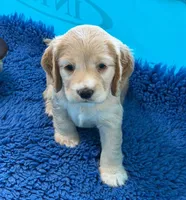 Yellow Collar, a female Golden Cocker Retriever for sale in Altamont, IL – 2 of 10