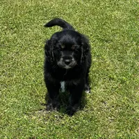 Black with tan and white, a male Golden Cocker Retriever for sale in Altamont, IL – 8 of 10