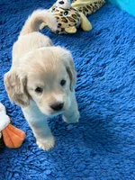 Green Collar , a male Golden Cocker Retriever for sale in Altamont, IL – 7 of 10