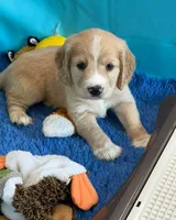 Gray Collar , a male Golden Cocker Retriever for sale in Altamont, IL – 4 of 10