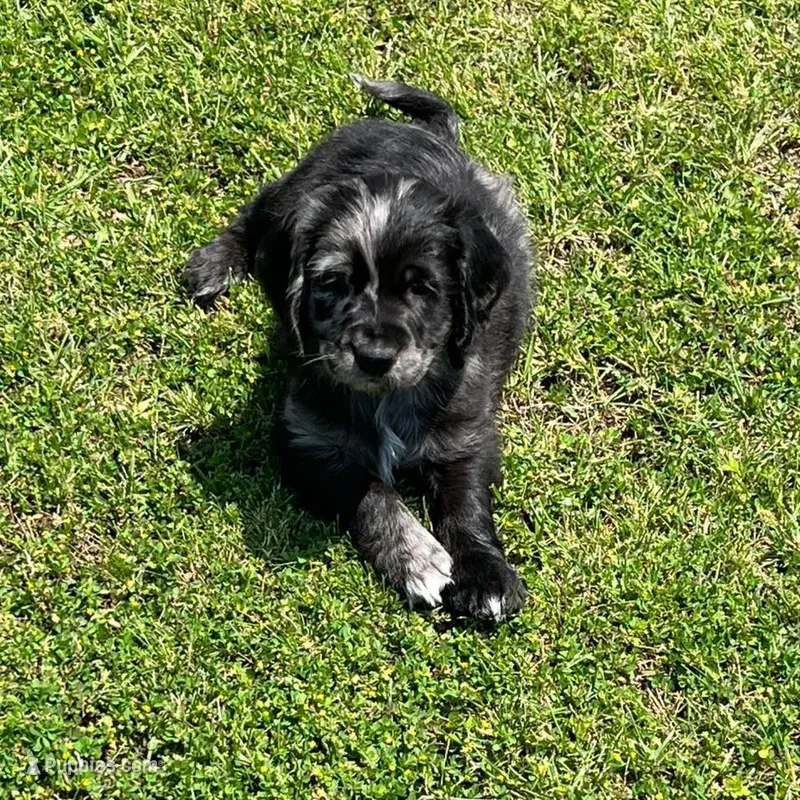 Blue Merle  – Golden Cocker Retriever puppy for sale in Altamont, IL