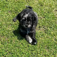 Blue Merle , a male Golden Cocker Retriever for sale in Altamont, IL – 1 of 10