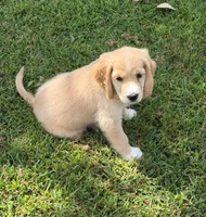 Gray Collar , a male Golden Cocker Retriever for sale in Altamont, IL – 10 of 10
