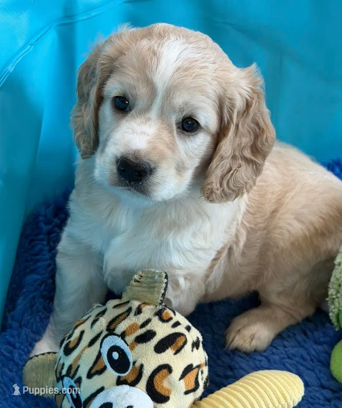 Orange Collar – Golden Cocker Retriever puppy for sale in Altamont, IL