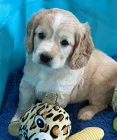 Orange Collar, a female Golden Cocker Retriever for sale in Altamont, IL – 1 of 10