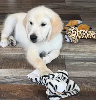 Tessa x Bear (Pink), a female English Cream Golden Retriever for sale in Altamont, IL – 3 of 10