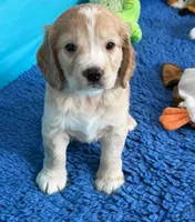 Blue Collar , a male Golden Cocker Retriever for sale in Altamont, IL – 2 of 10