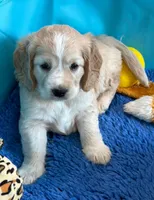 Orange Collar, a female Golden Cocker Retriever for sale in Altamont, IL – 3 of 10