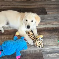 Tessa x Bear Pink Collar, a female Golden Retriever for sale in Altamont, IL – 2 of 10