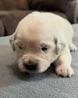 Tessa x Bear Purple Collar, a female Golden Retriever for sale in Altamont, IL – Photo 5 of 5