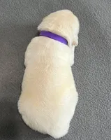 Tessa x Bear Purple Collar, a female Golden Retriever for sale in Altamont, IL – Photo 3 of 5