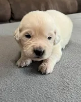 Tessa x Bear Purple Collar, a female Golden Retriever for sale in Altamont, IL – Photo 2 of 5