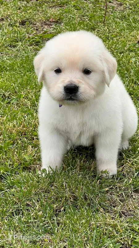 Tessa x Bear Purple Collar – Golden Retriever puppy for sale in Altamont, IL