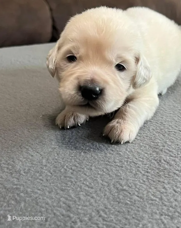 Tessa x Bear Purple Collar – Golden Retriever puppy for sale in Altamont, IL
