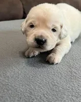 Tessa x Bear Purple Collar, a female Golden Retriever for sale in Altamont, IL – Photo 1 of 5