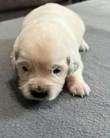 Tessa x Bear Purple Collar, a female Golden Retriever for sale in Altamont, IL – Photo 4 of 5