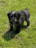 Blue Merle , a male Golden Cocker Retriever for sale in Altamont, IL – 10 of 10