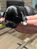 Black w/white heart on belly, a male Golden Cocker Retriever for sale in Altamont, IL – Photo 10 of 10