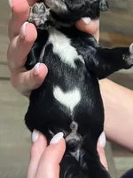 Black w/white heart on belly, a male Golden Cocker Retriever for sale in Altamont, IL – Photo 6 of 10