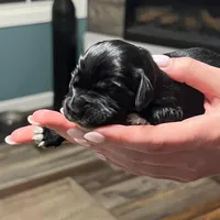 Black w/white heart on belly, a male Golden Cocker Retriever for sale in Altamont, IL – Photo 5 of 10