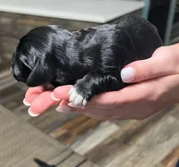 Black w/white heart on belly, a male Golden Cocker Retriever for sale in Altamont, IL – Photo 8 of 10