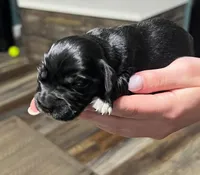 Black w/white heart on belly, a male Golden Cocker Retriever for sale in Altamont, IL – Photo 2 of 10