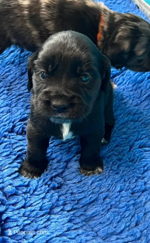 Black w/white heart on belly – Golden Cocker Retriever puppy for sale in Altamont, IL