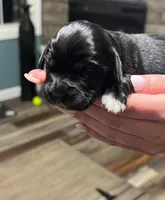 Black w/white heart on belly, a male Golden Cocker Retriever for sale in Altamont, IL – Photo 9 of 10