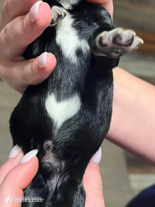 Black w/white heart on belly – Golden Cocker Retriever puppy for sale in Altamont, IL