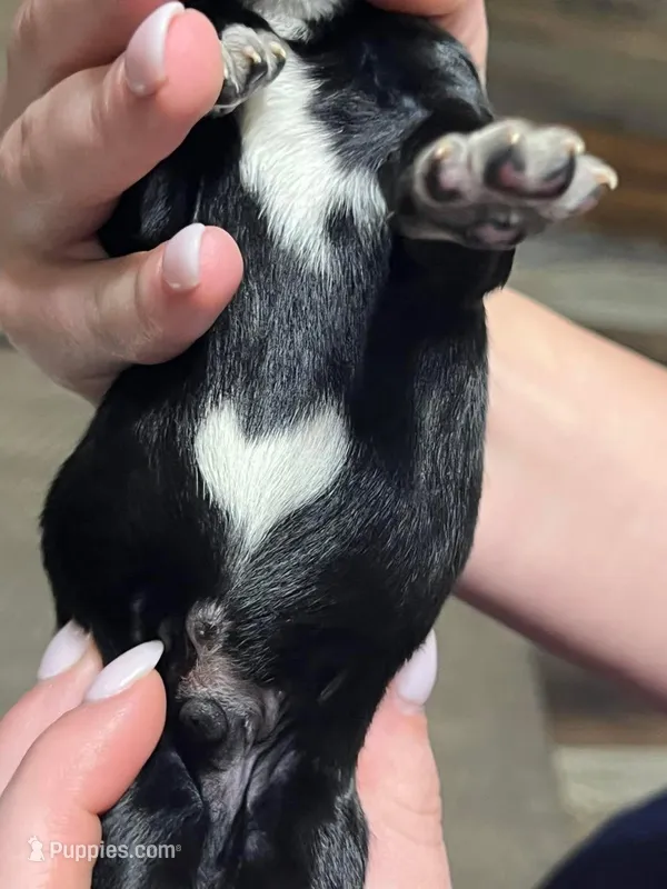 Black w/white heart on belly – Golden Cocker Retriever puppy for sale in Altamont, IL