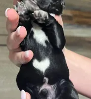 Black w/white heart on belly, a male Golden Cocker Retriever for sale in Altamont, IL – Photo 7 of 10