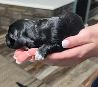 Black w/white heart on belly, a male Golden Cocker Retriever for sale in Altamont, IL – Photo 4 of 10