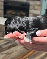 Black w/white heart on belly, a male Golden Cocker Retriever for sale in Altamont, IL – Photo 3 of 10