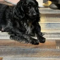 Trinket, a female Golden Cocker Retriever for sale in Altamont, IL – Photo 1 of 5