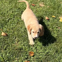 Yellow Collar, a female Golden Cocker Retriever for sale in Altamont, IL – 10 of 10