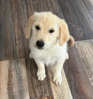 Tessa x Bear Pink Collar, a female Golden Retriever for sale in Altamont, IL – 1 of 10