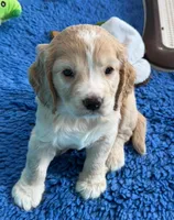Blue Collar , a male Golden Cocker Retriever for sale in Altamont, IL – 7 of 10