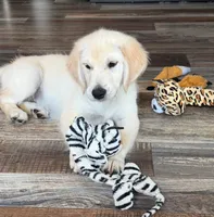 Tessa x Bear Pink Collar, a female Golden Retriever for sale in Altamont, IL – 3 of 10