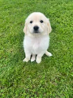 Tessa x Bear Pink Collar, a female Golden Retriever for sale in Altamont, IL – 6 of 10