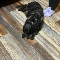 Trinket, a female Golden Cocker Retriever for sale in Altamont, IL – Photo 5 of 5