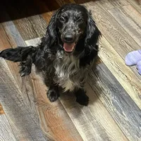 Trinket, a female Golden Cocker Retriever for sale in Altamont, IL – Photo 3 of 5