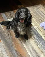 Trinket, a female Golden Cocker Retriever for sale in Altamont, IL – Photo 3 of 5