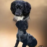 Trinket, a female Golden Cocker Retriever for sale in Altamont, IL – Photo 4 of 5