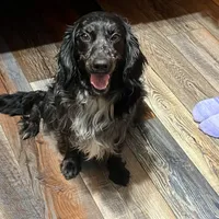 Trinket, a female Golden Cocker Retriever for sale in Altamont, IL – Photo 2 of 5