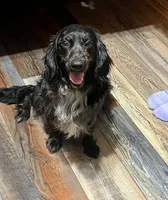 Trinket, a female Golden Cocker Retriever for sale in Altamont, IL – Photo 2 of 5