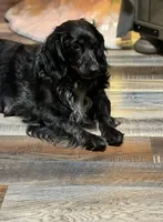 Trinket, a female Golden Cocker Retriever for sale in Altamont, IL – Photo 1 of 5